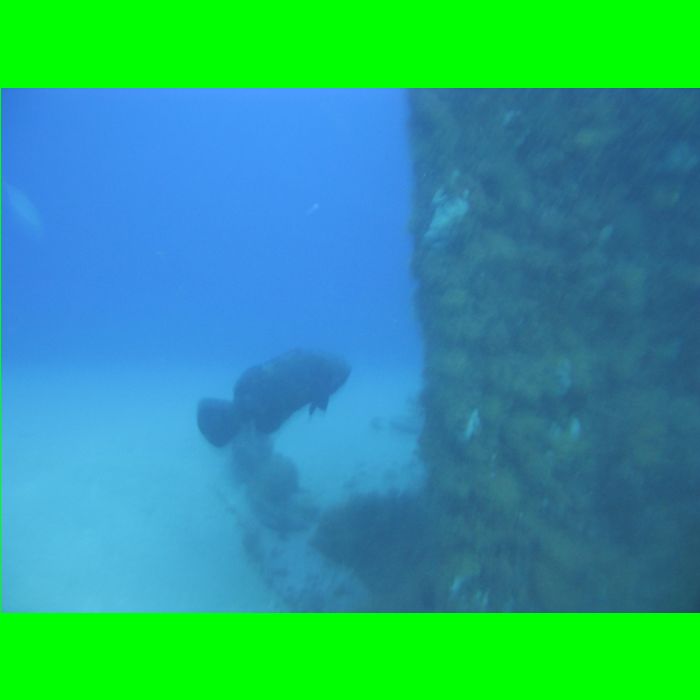 Dive WP Wrecks 25-Oct-09_351.JPG